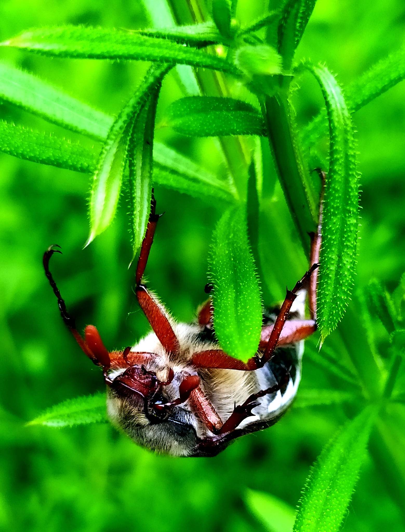 Cockchafer insect